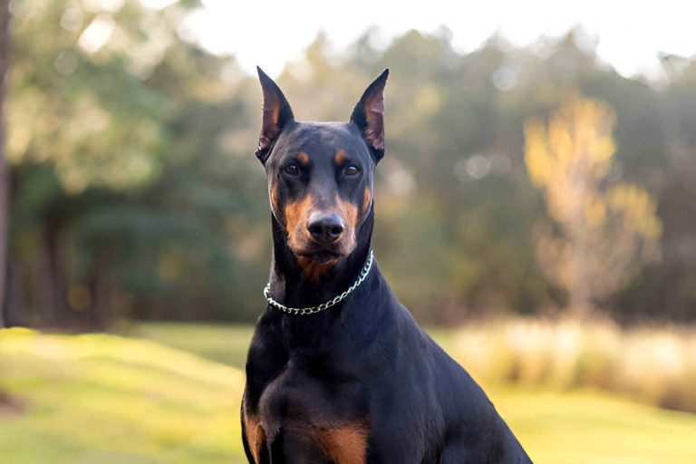 doberman puppies