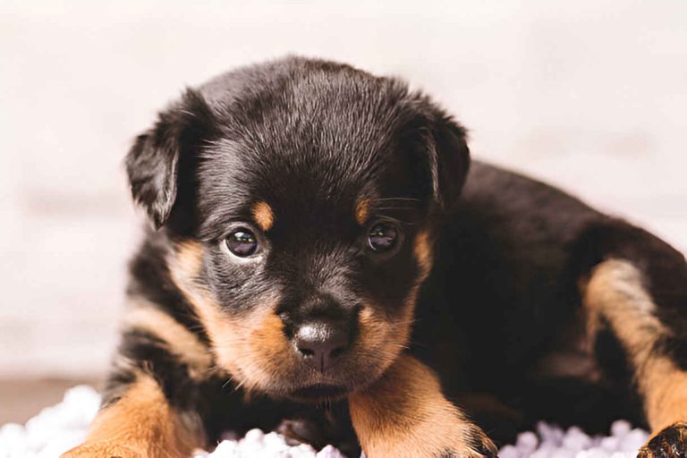 rottweiler puppies