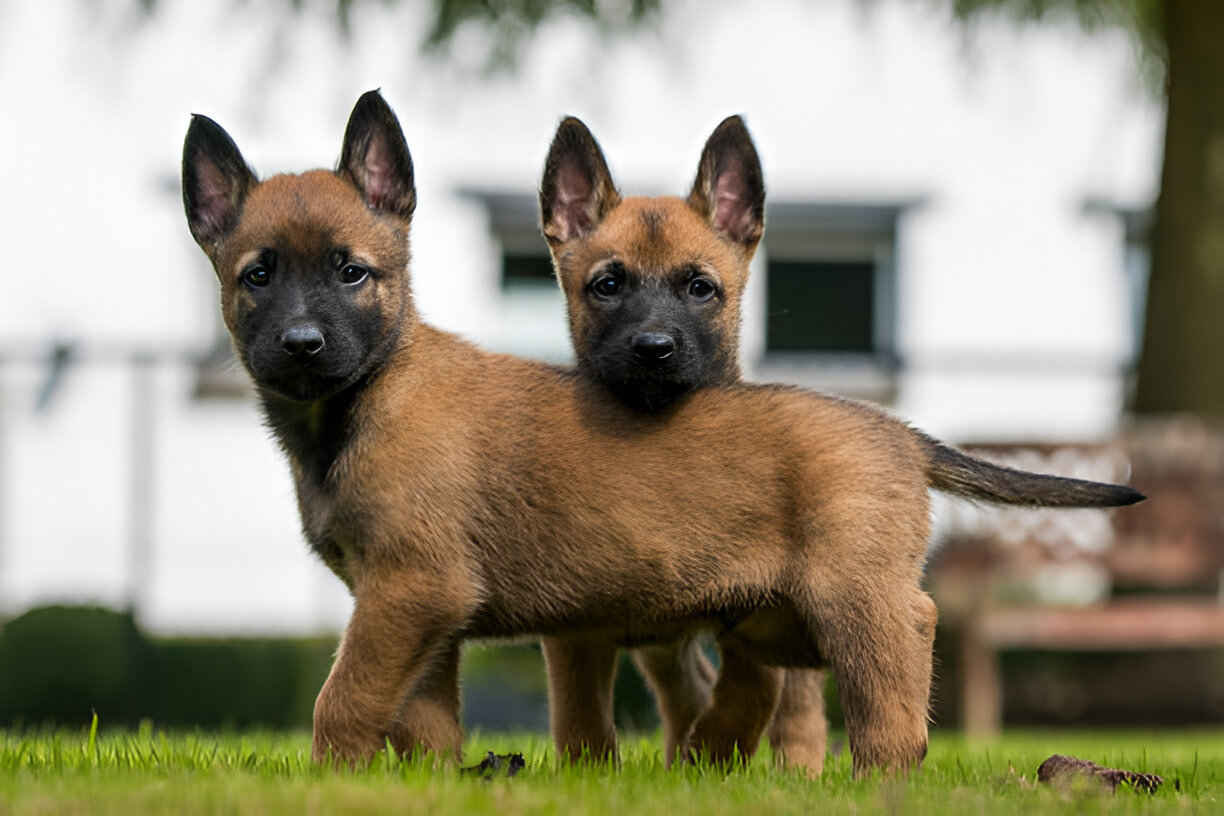 belgian malinois price