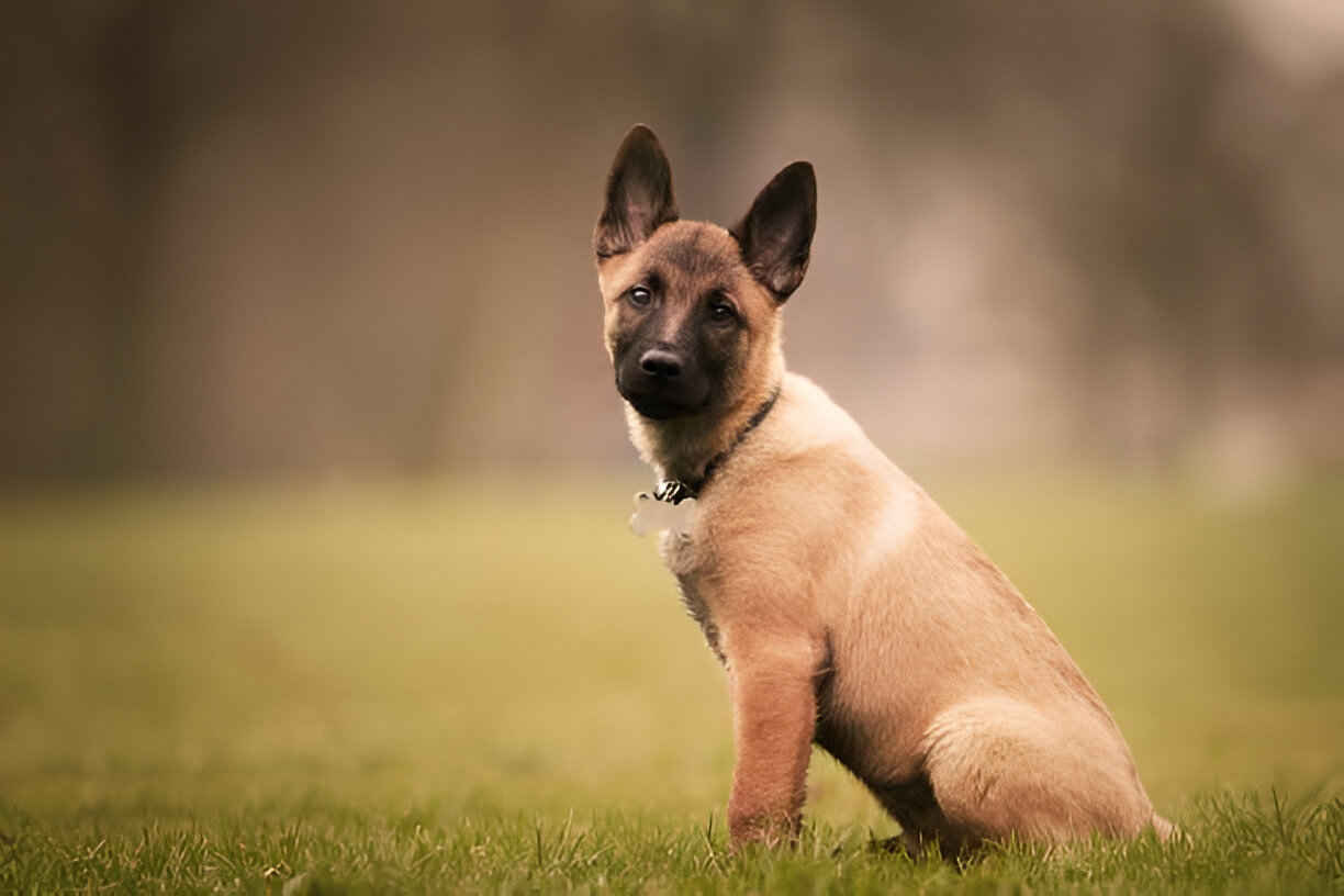 belgian malinois puppy