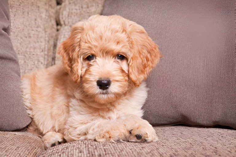 mini Labradoodle