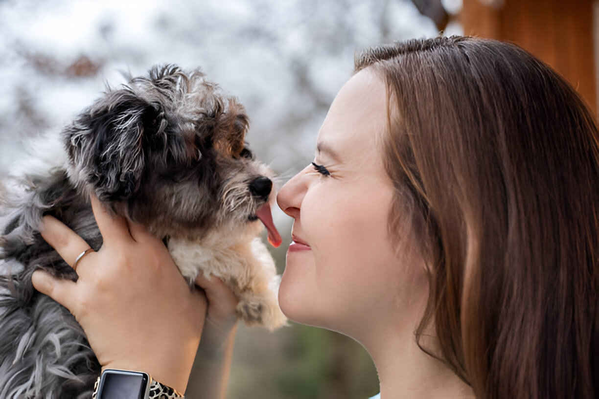 mini aussiedoodle