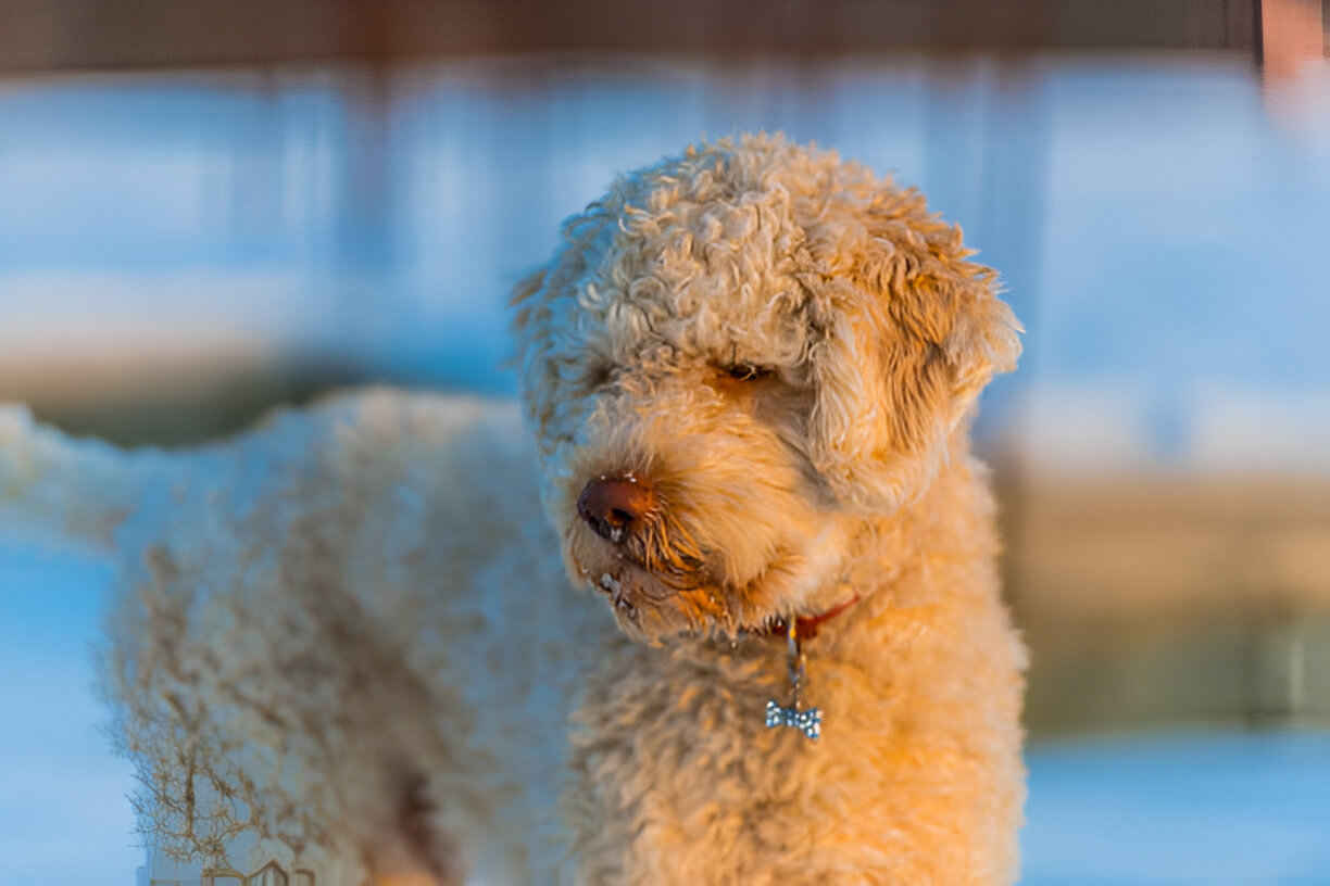 mini bernedoodle