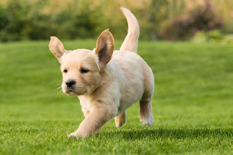 mini golden retriever