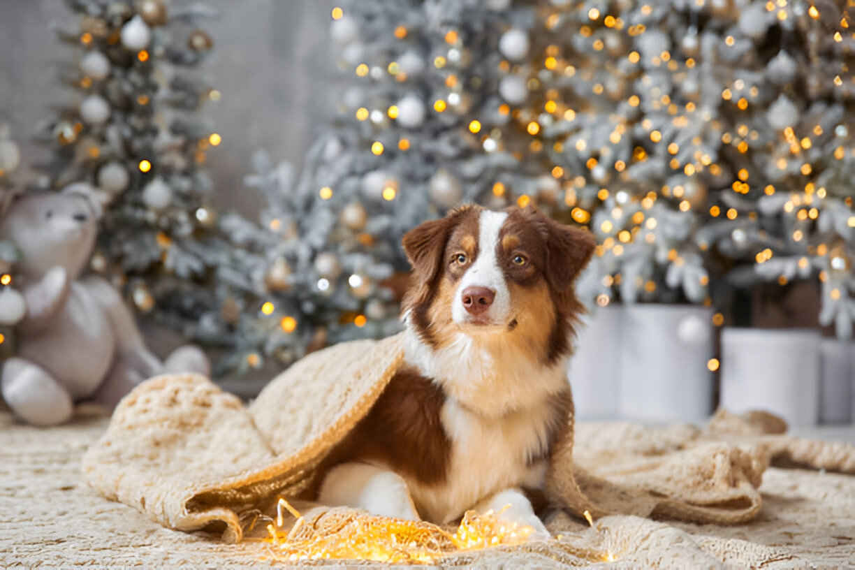 toy australian shepherd