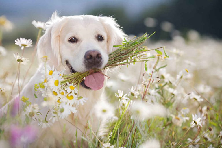 white golden retriever