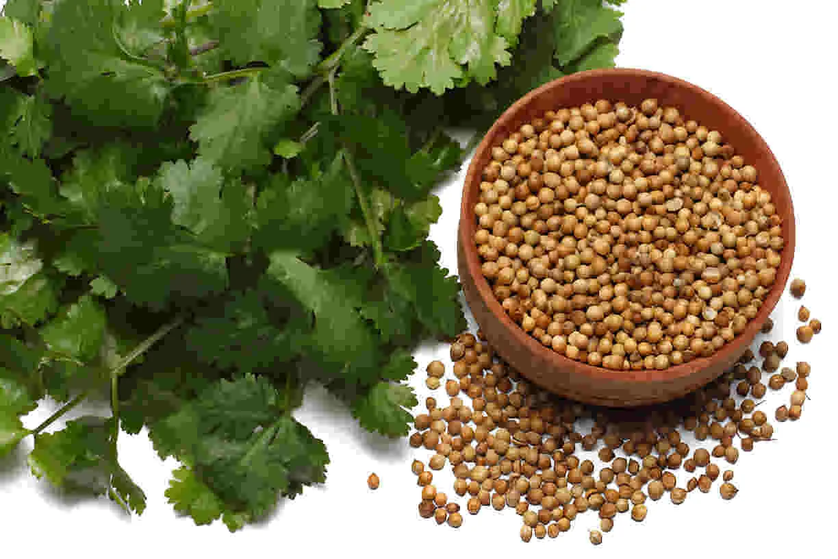 Koriandri: A Complete Deep Guide, Health Benefits & Uses